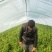 出售精品芹菜、产地直销，自家种植