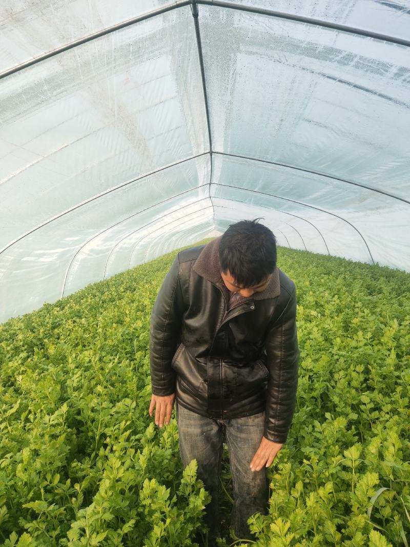 出售精品芹菜、产地直销，自家种植