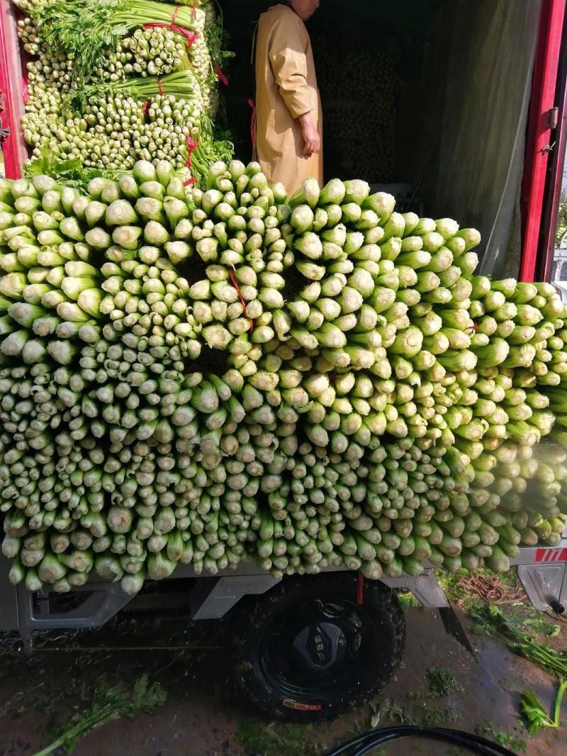 安徽芹菜，优质西芹，大棚种植，50公分左右，半斤以下