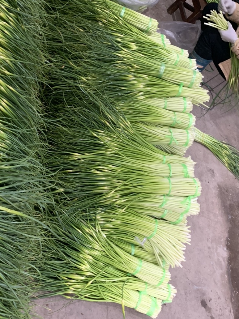 白帽蒜苔，质量保证，有兴趣的朋友可以联系