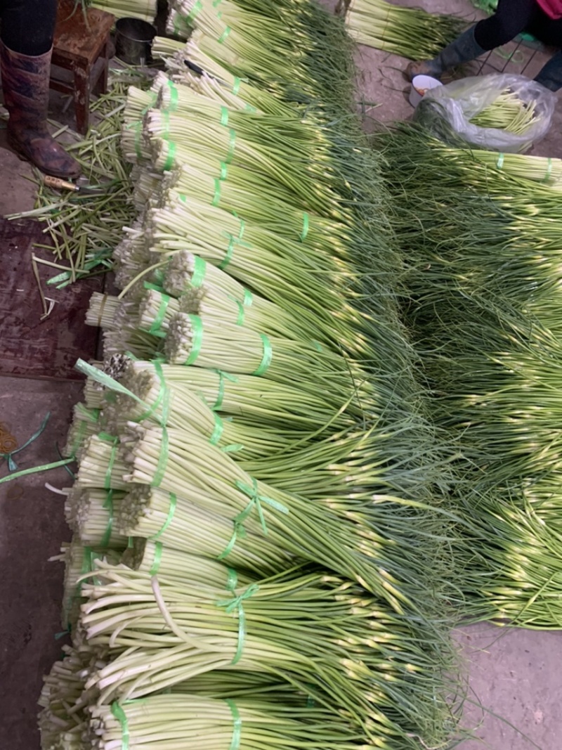 白帽蒜苔，质量保证，有兴趣的朋友可以联系