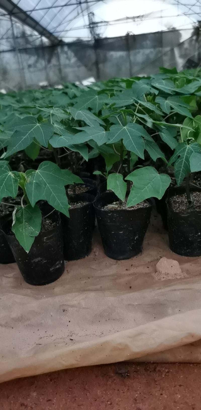 木瓜苗益源6号大青大白木瓜苗红肉木瓜水果木瓜