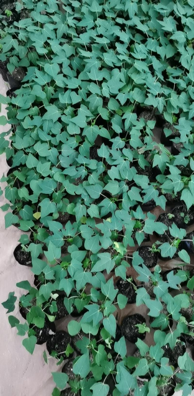 木瓜苗益源6号大青大白木瓜苗红肉木瓜水果木瓜