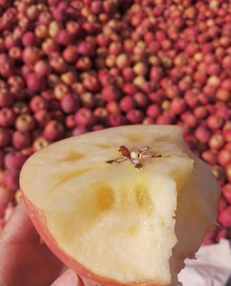 安徽红富士苹果，套袋不套袋都有万亩基地直发大量供
