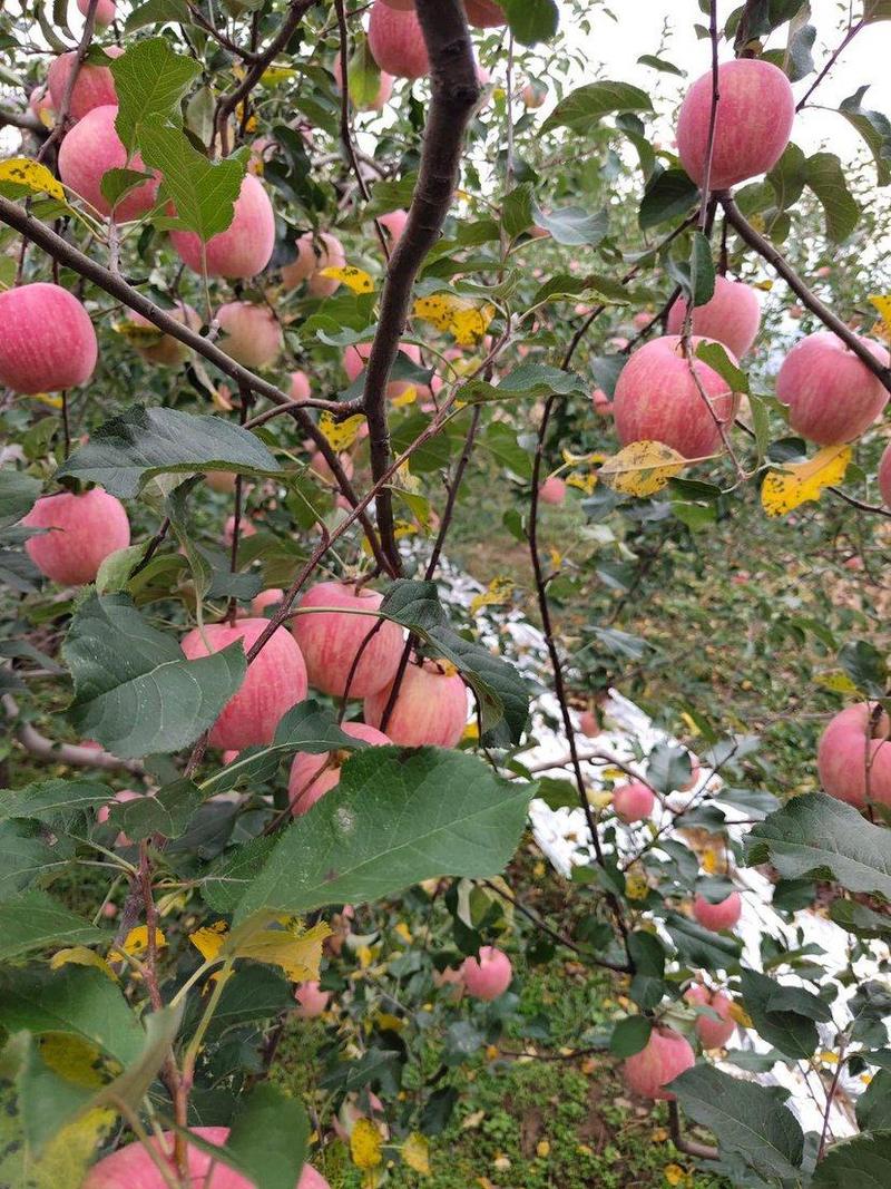 安徽红富士苹果，套袋不套袋都有万亩基地直发大量供