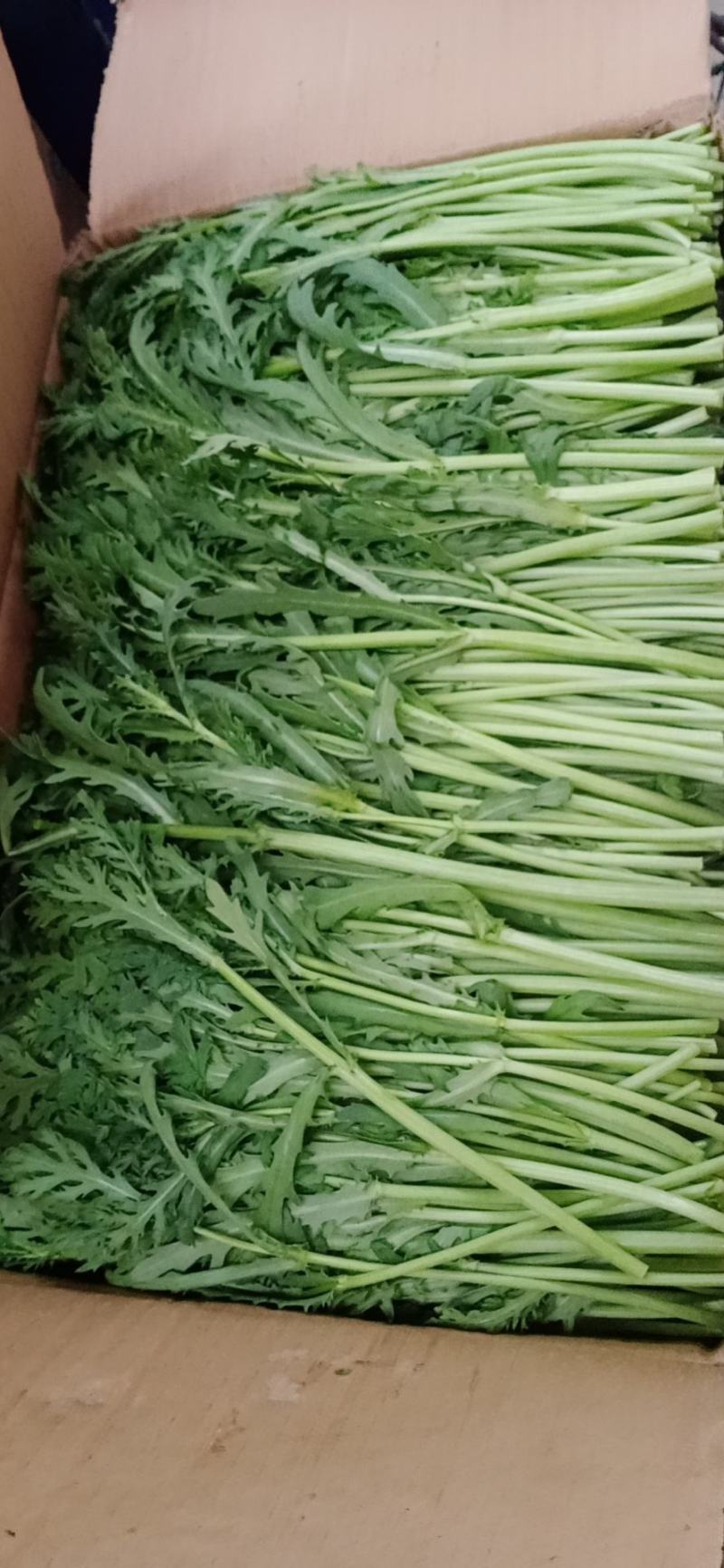 大棚精品净杆茼蒿，火爆热卖，支持全国发货，欢迎电商平台合
