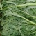 大棚精品净杆茼蒿，火爆热卖，支持全国发货，欢迎电商平台合