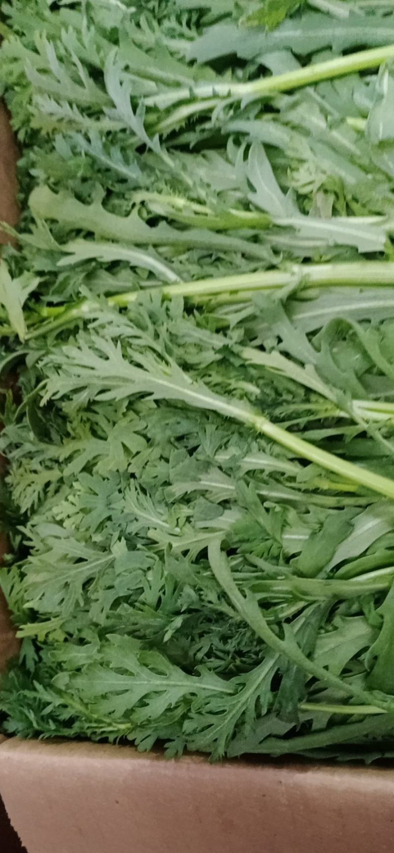 大棚精品净杆茼蒿，火爆热卖，支持全国发货，欢迎电商平台合