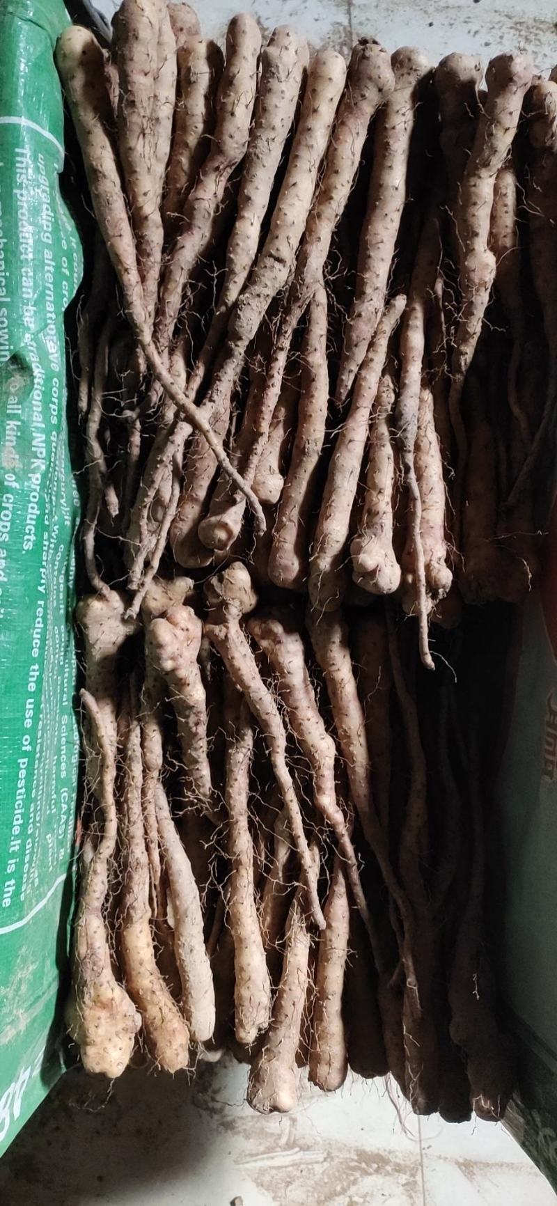 山药苗铁棍山药苗原种二年吊豆苗