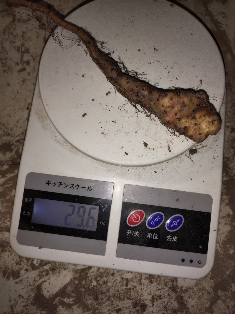 山药苗铁棍山药苗原种二年吊豆苗