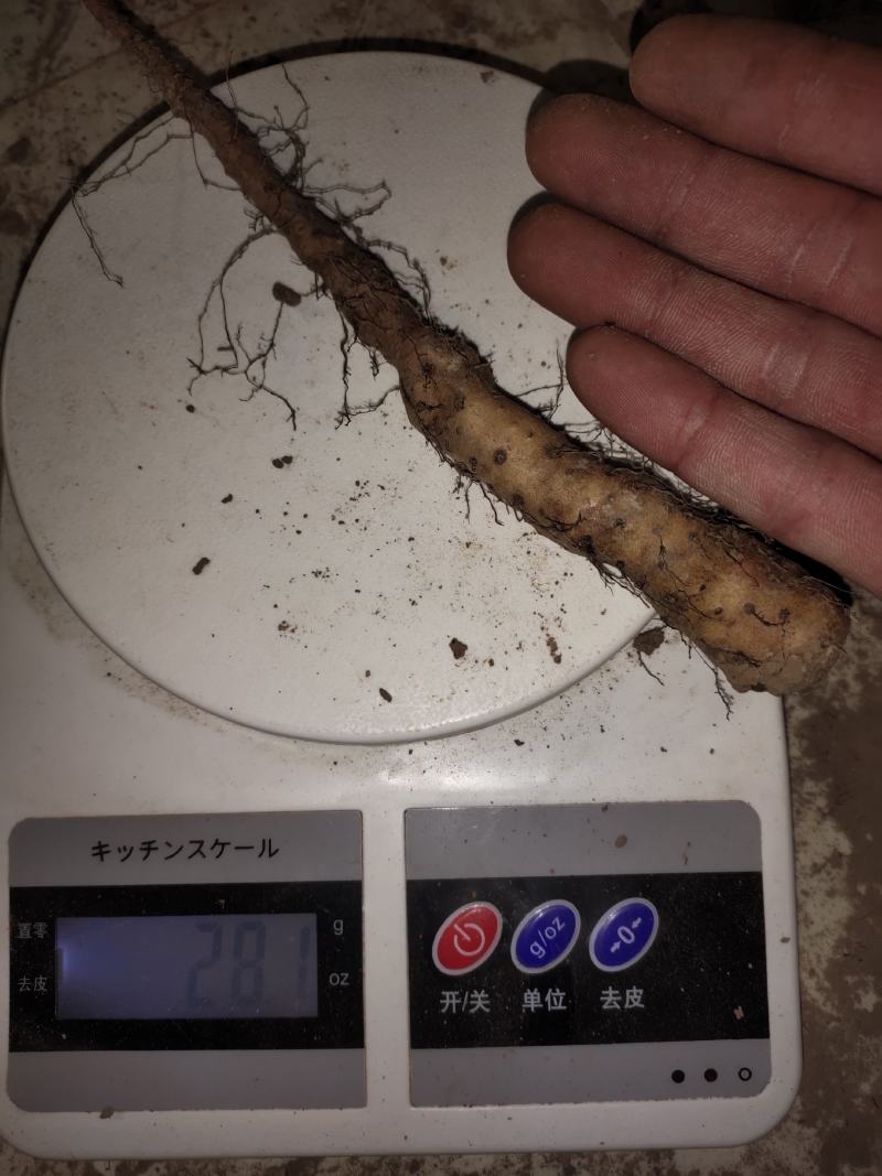 山药苗铁棍山药苗原种二年吊豆苗