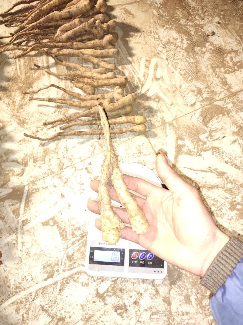 山药苗铁棍山药苗原种二年吊豆苗