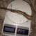山药苗铁棍山药苗原种二年吊豆苗