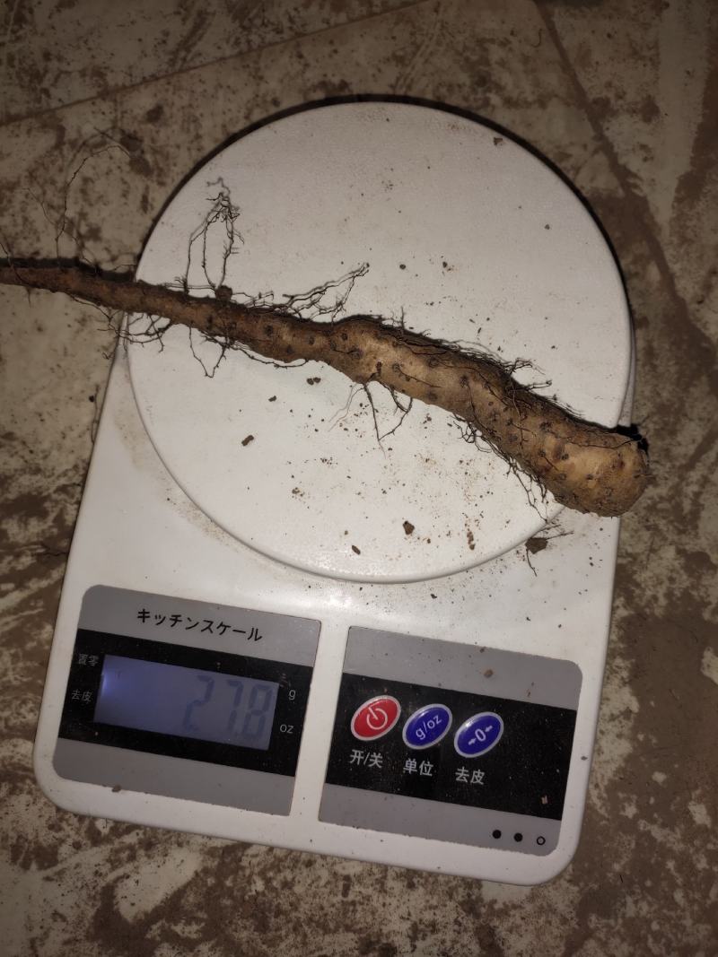 山药苗铁棍山药苗原种二年吊豆苗