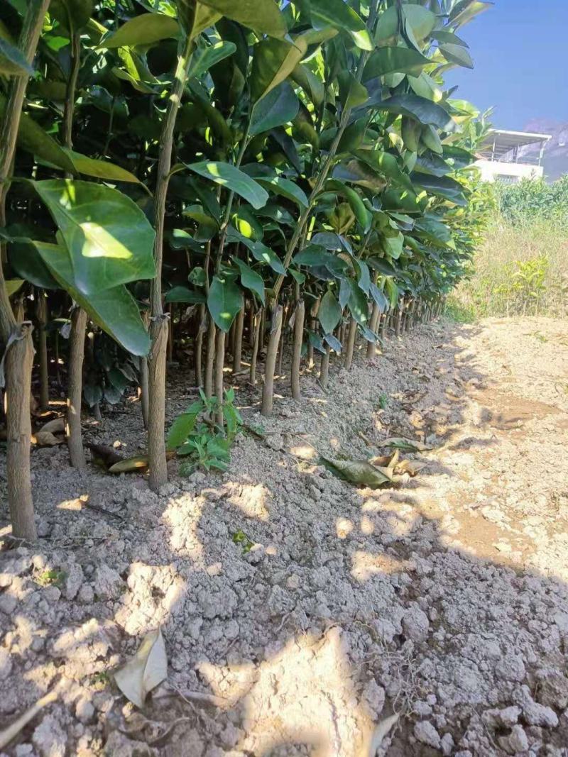 泰国红宝石葡萄柚苗红肉西柚苗西柚苗鸡尾柚品种纯正