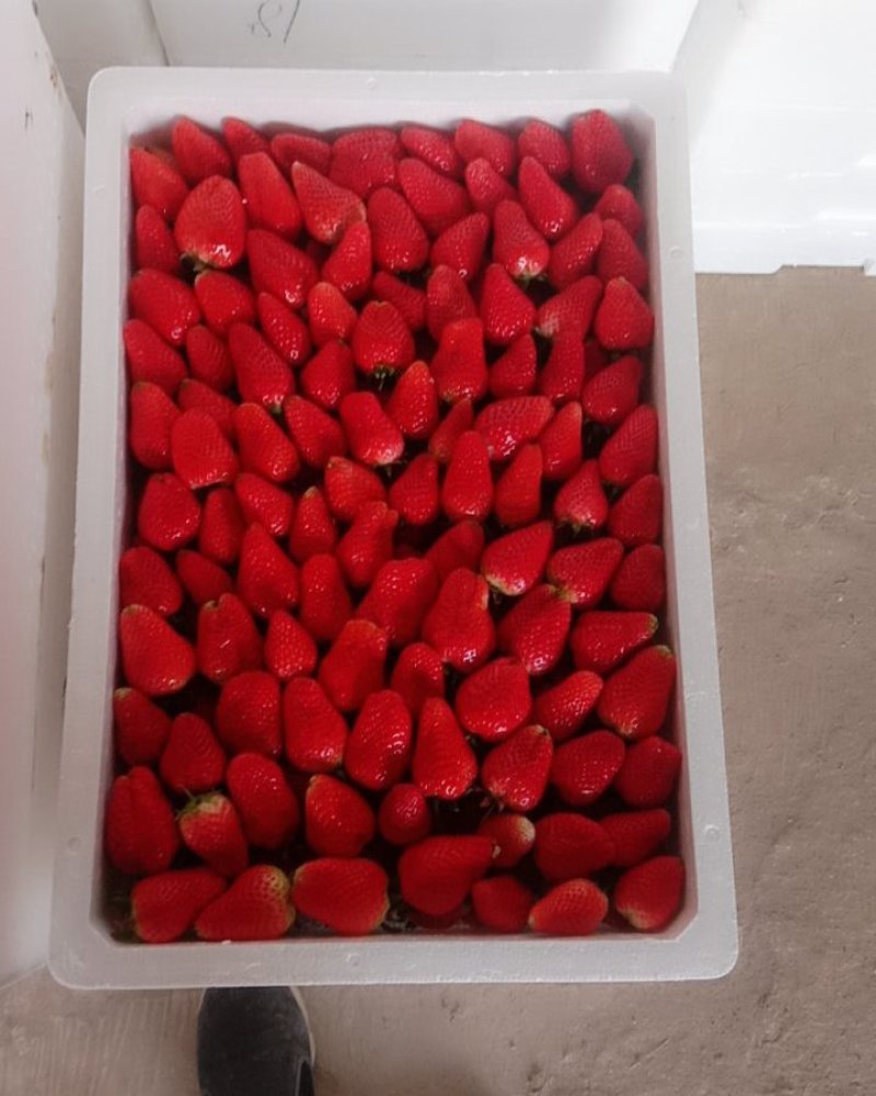 好草莓在茆圩，茆圩好草莓