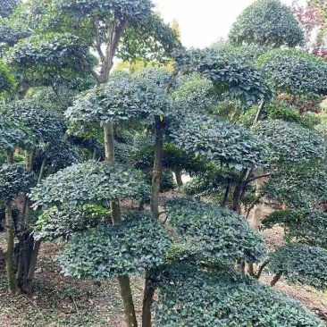 精品小叶女贞造型树自己苗圃货价格便宜