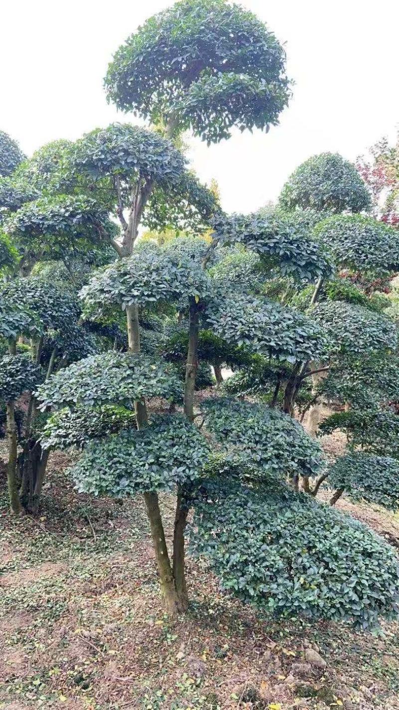精品小叶女贞造型树自己苗圃货价格便宜