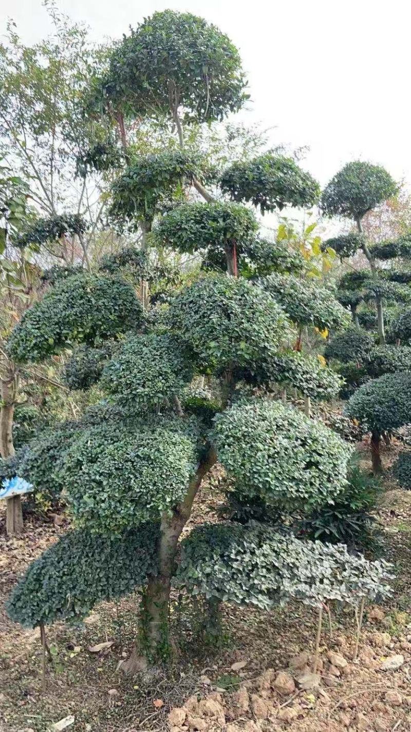 精品小叶女贞造型树自己苗圃货价格便宜