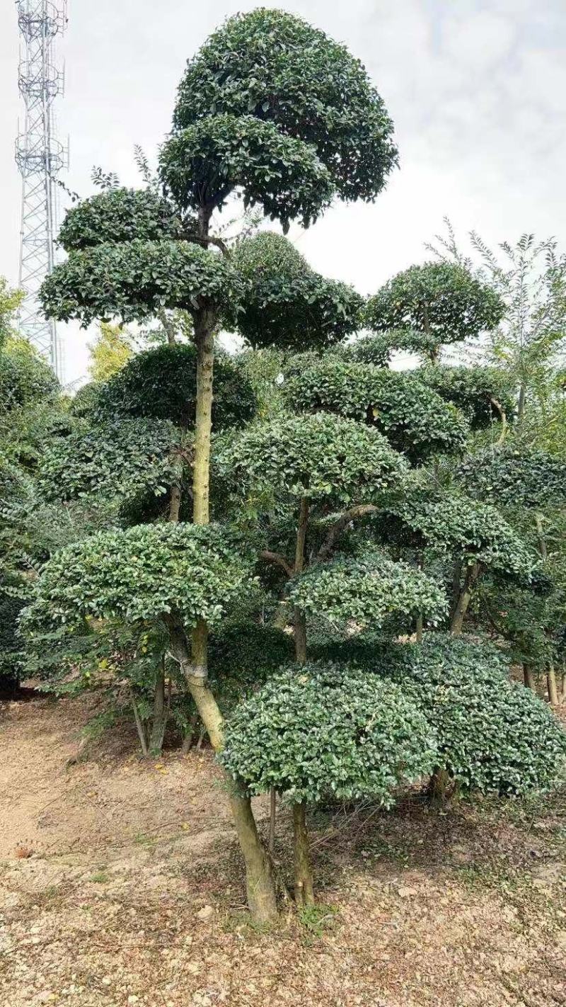 精品小叶女贞造型树自己苗圃货价格便宜