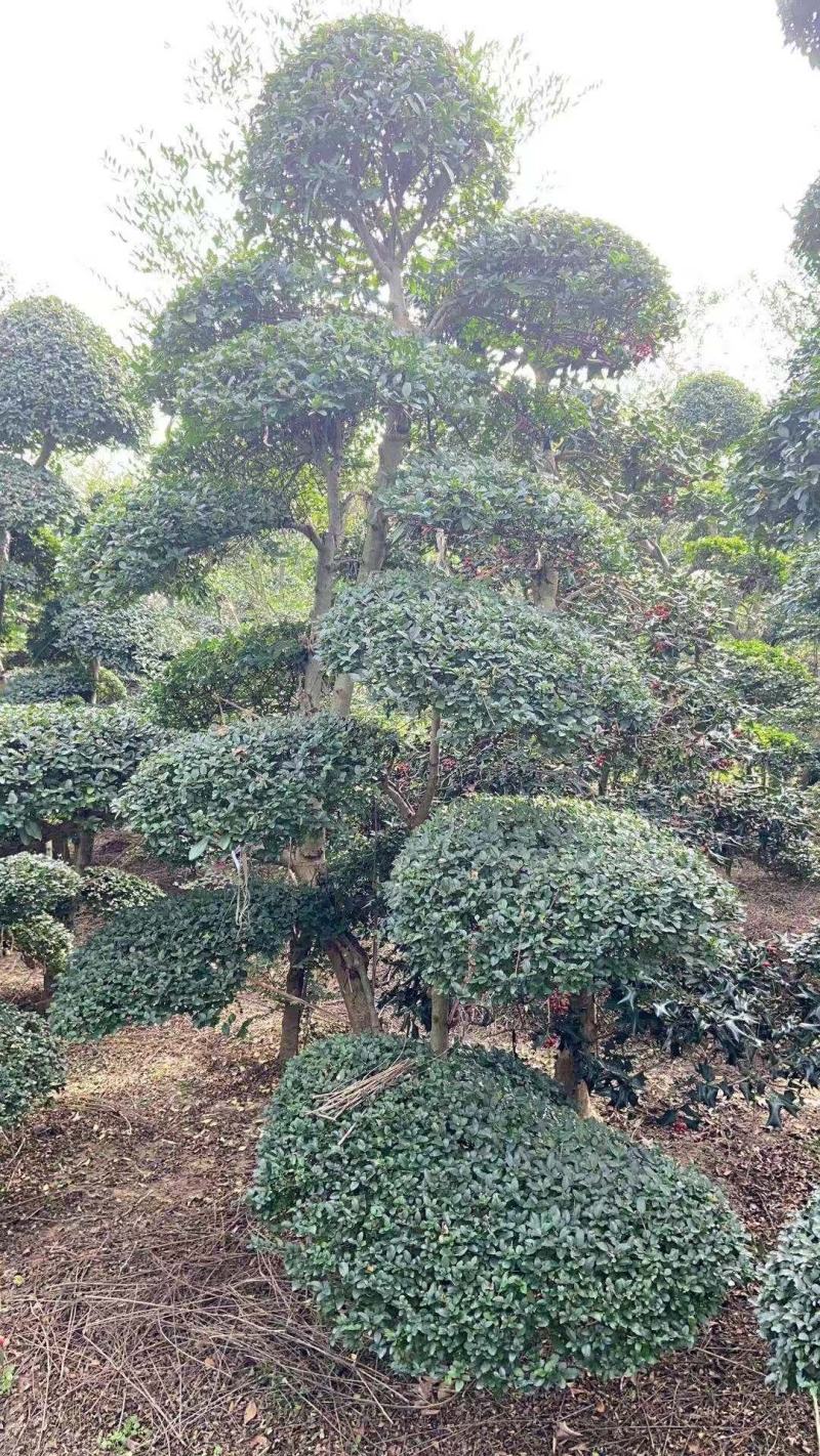 精品小叶女贞造型树自己苗圃货价格便宜