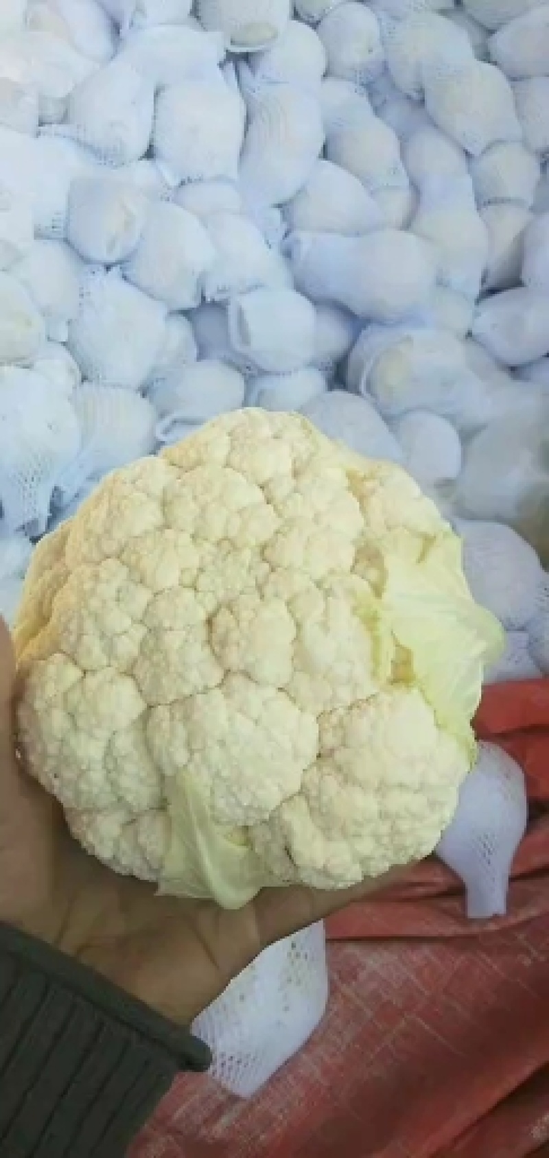 花菜，实花颜色白净，紧实。。。。。。。。