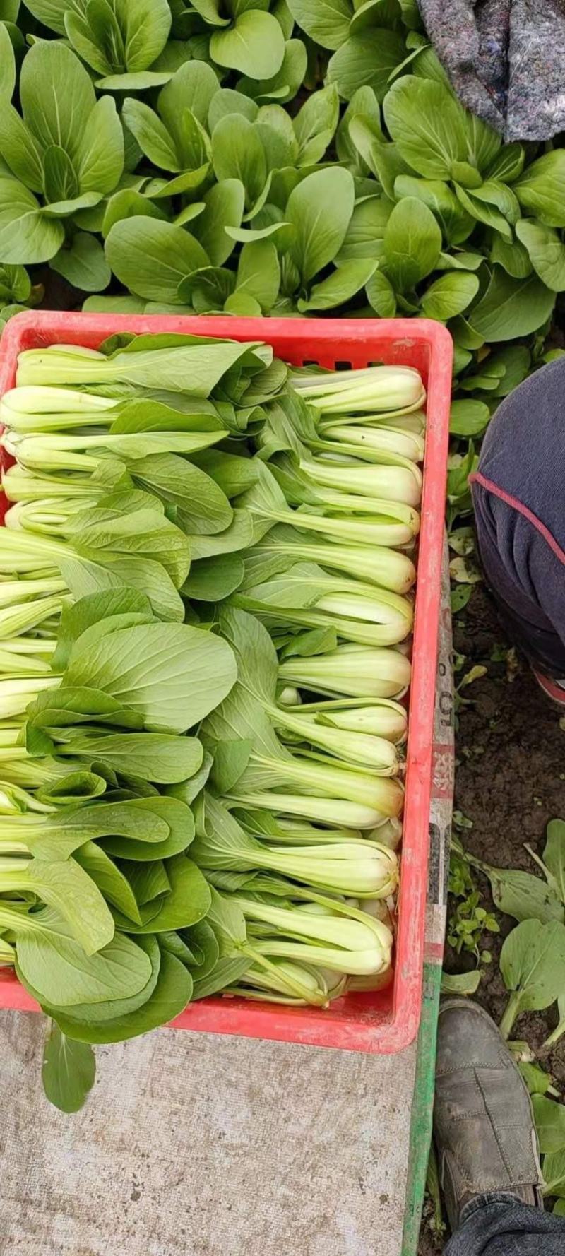 太和县蔬菜基地小油菜菜苔菜心上海青代收代办常年供应实力代
