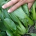 太和县蔬菜基地小油菜菜苔菜心上海青代收代办常年供应实力代