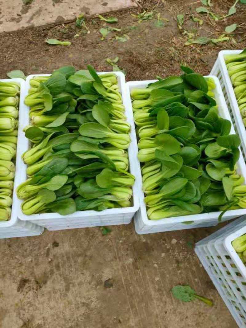 安徽上海青太和上海青食品厂菜食堂菜快菜产地直发