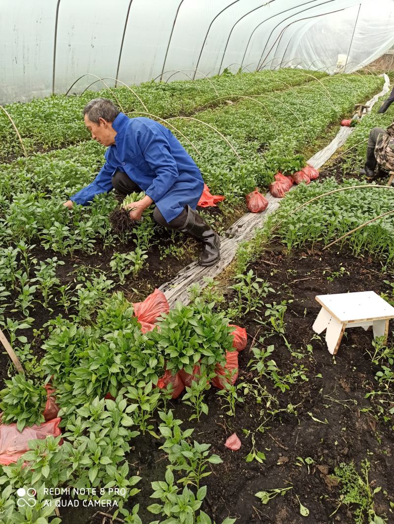 百亩辣椒苗基地，可以发往全国，需要的量大，可以量大从优