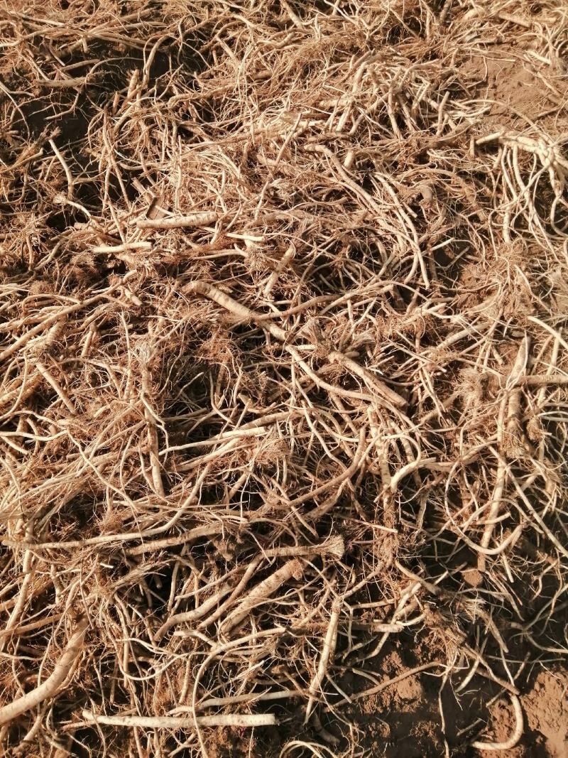 根茎类中药材防风中药材鲜防风