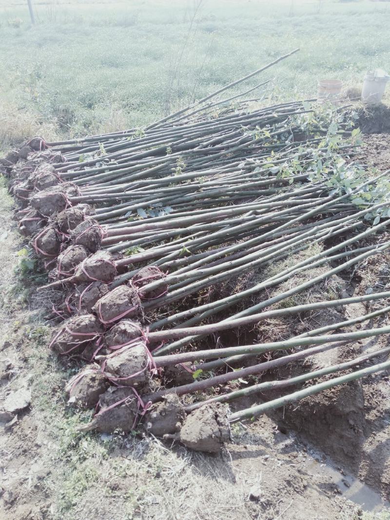 四公分小叶香樟树三公分小叶香樟树五公分香樟树