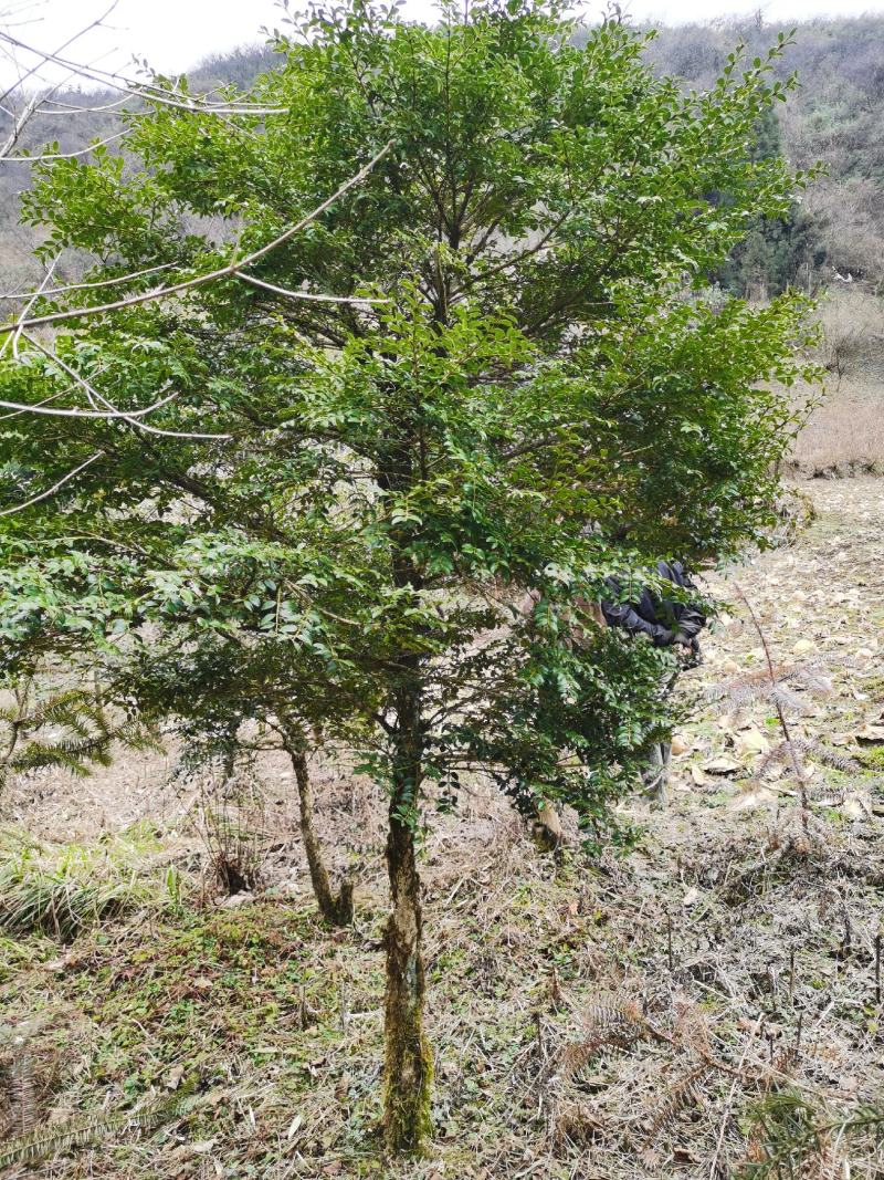 野生移黄杨木树ˉ风景树ˉ盆景ˉ价格从优，基地直供欢迎选购