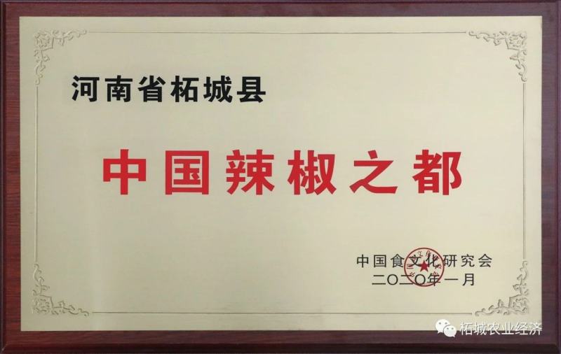 国产S17印度椒辣椒种子单生高辣