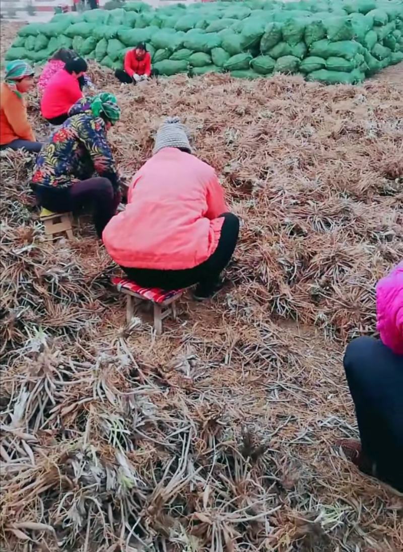 沙土地黄花菜种苗金针菜根种苗易存活