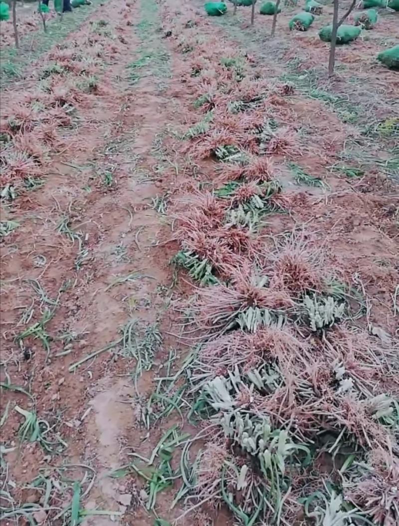 沙土地黄花菜种苗金针菜根种苗易存活