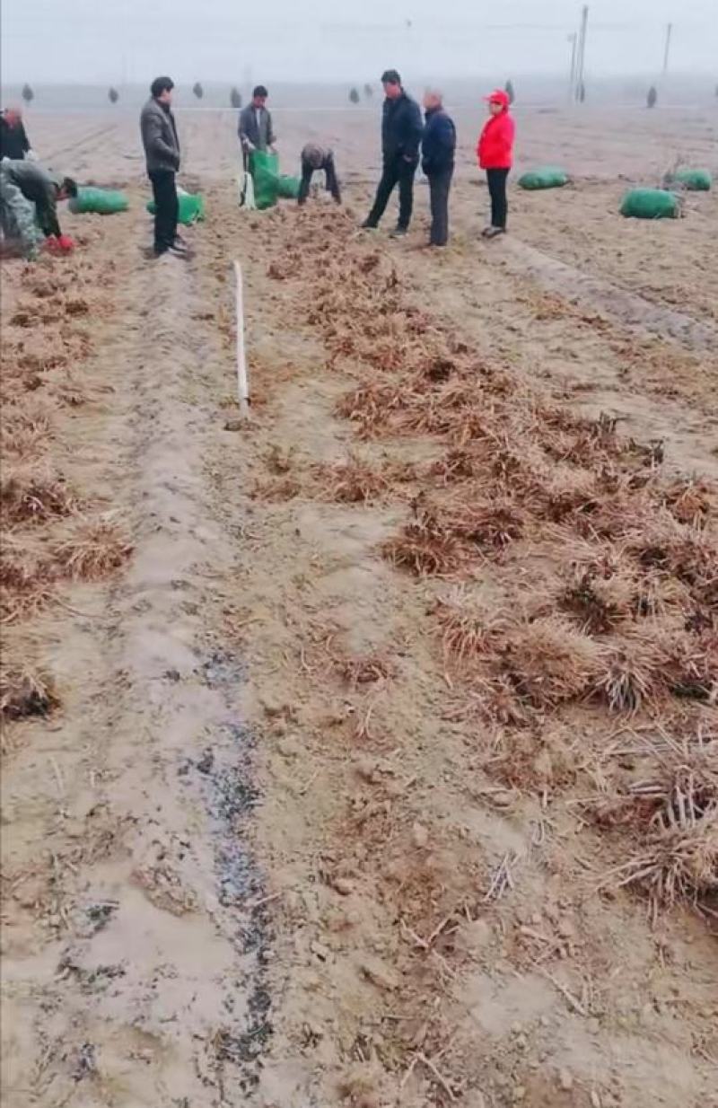沙土地黄花菜种苗金针菜根种苗易存活