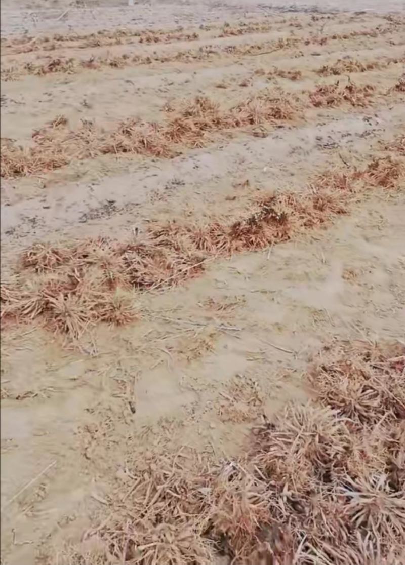 沙土地黄花菜种苗金针菜根种苗易存活
