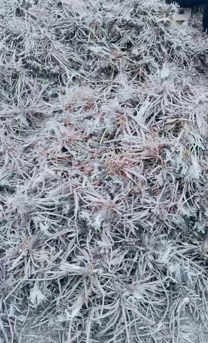沙土地黄花菜种苗金针菜根种苗易存活