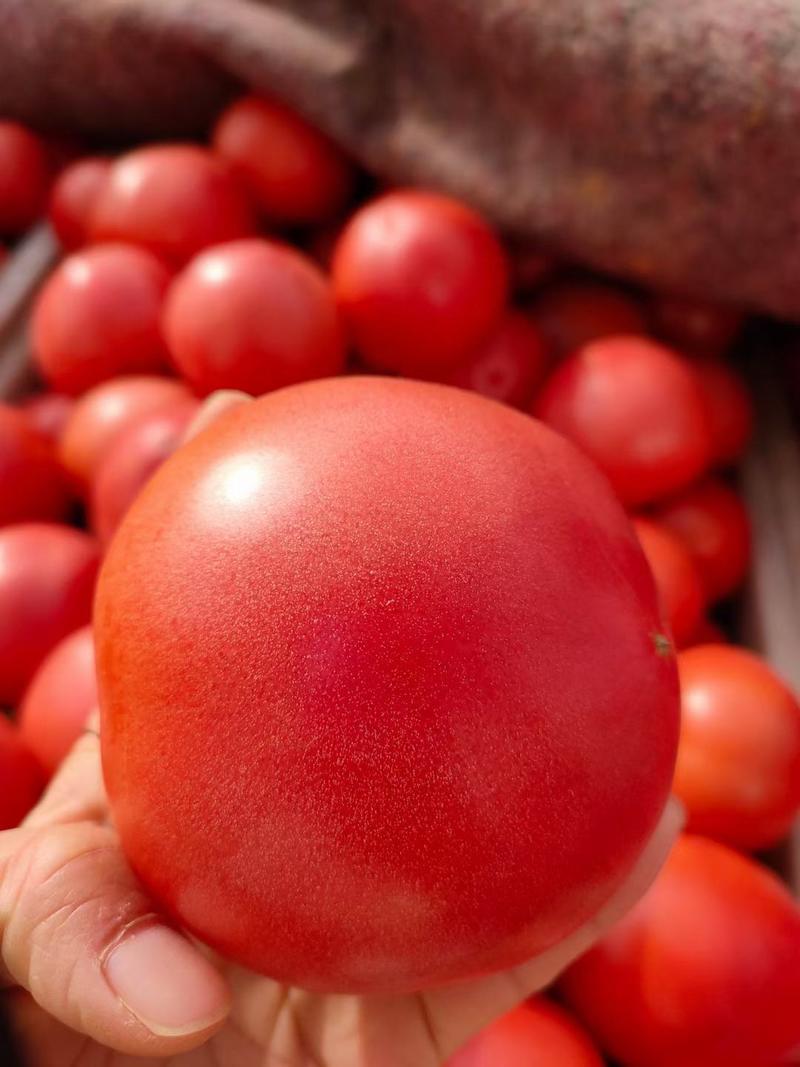 精品硬粉西红柿【热卖中】原产地对接电商市场超市，代发全国