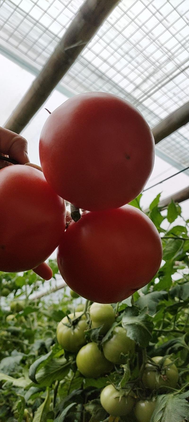 精品硬粉西红柿【热卖中】原产地对接电商市场超市，代发全国