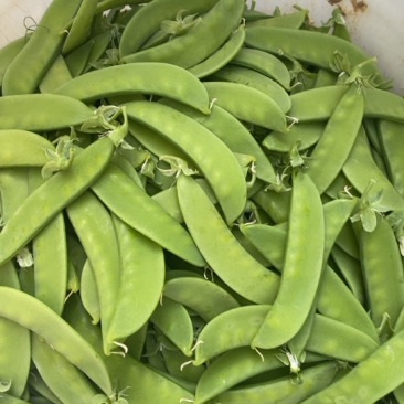 河南豆豌豆片农户种植