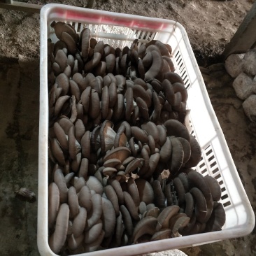 安徽省阜阳市太和县坟台镇家庭农场食用菌种植基地