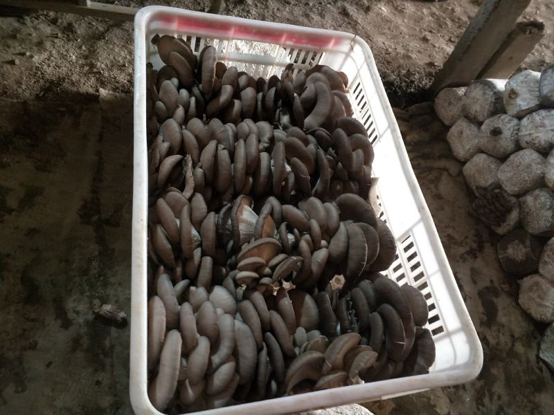 安徽省阜阳市太和县坟台镇家庭农场食用菌种植基地