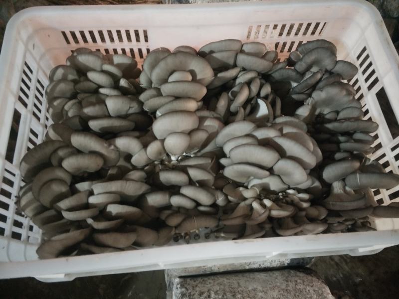 安徽省阜阳市太和县坟台镇家庭农场食用菌种植基地