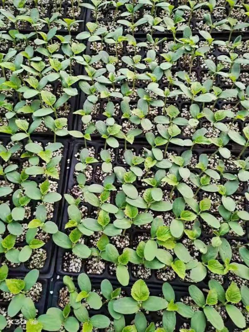 瓠子苗瓠子瓜苗长瓠子种苗短瓠子苗蔬菜苗代育合同单