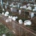 黑豚苗繁殖种苗彩豚荷兰猪宠物豚食草动物允许养殖