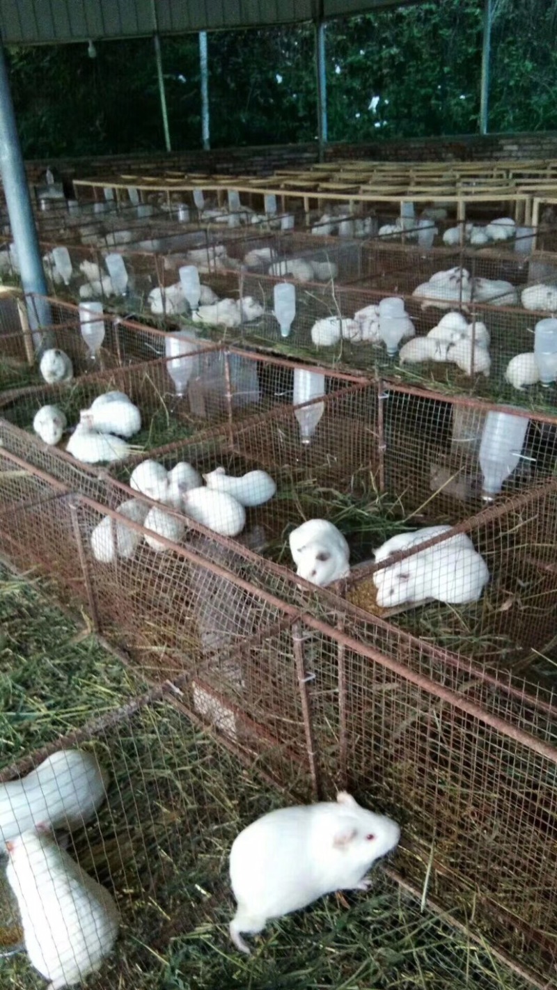 黑豚苗繁殖种苗彩豚荷兰猪宠物豚食草动物允许养殖