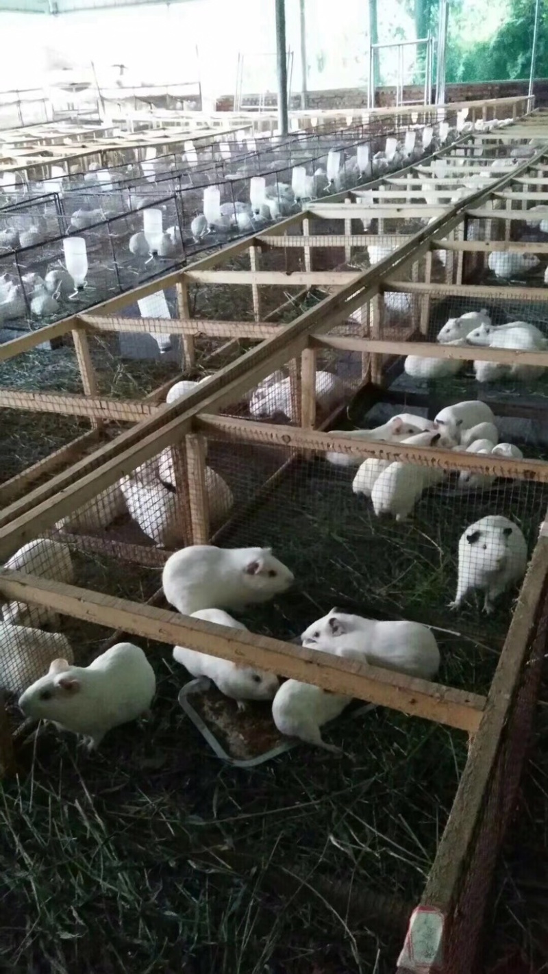 黑豚苗繁殖种苗彩豚荷兰猪宠物豚食草动物允许养殖