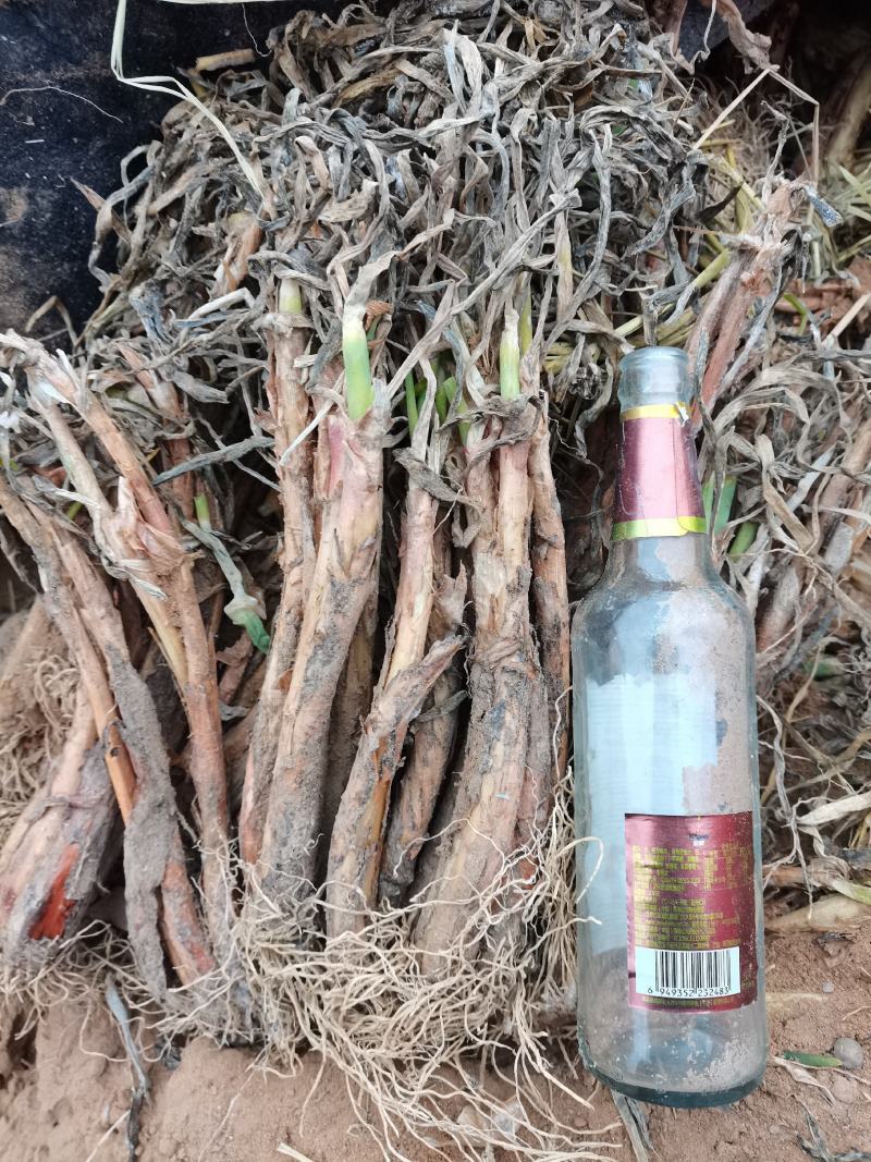 陕北红葱，产地，中等货
